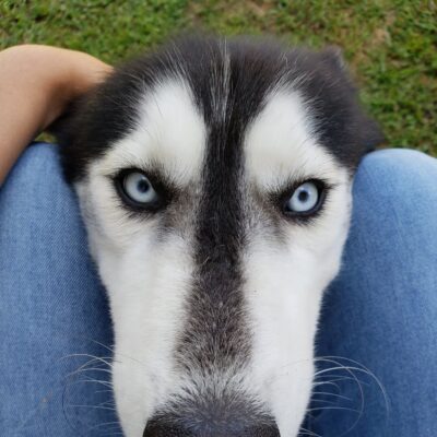 41215823_339977713413282_3475608336173367296_n